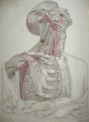 Knox anatomical engravings
