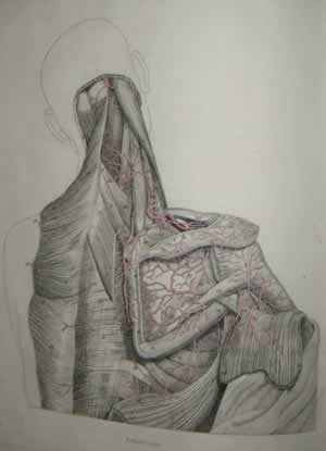 Knox anatomical engravings